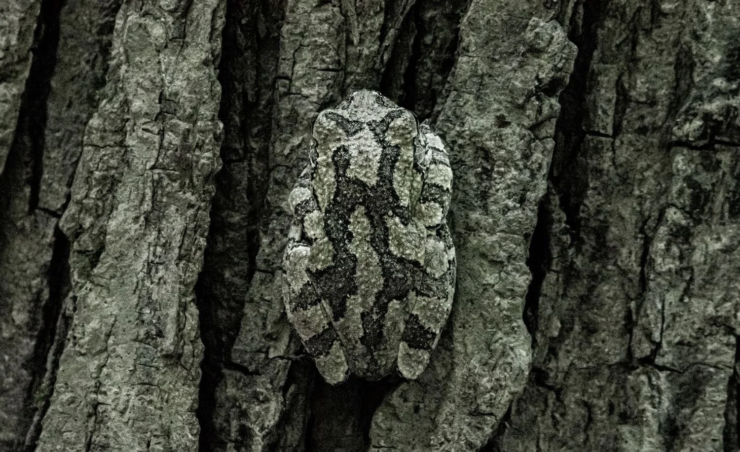 Mirko Scortichini | Grey Tree Frog